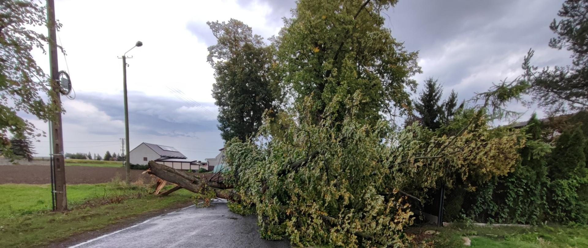 Złamane drzewo na drodze blokujące przejazd. Zdarzenie wskutek silnego wiatru. Drzewo leży poprzecznie na drodze.