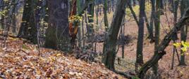 Skarpa porośnięta grądem, na pierwszym planie jesienne liście, na drugim las
