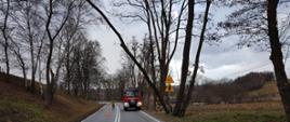 Strażacy wycinają drzewo nachylone nad jezdnią