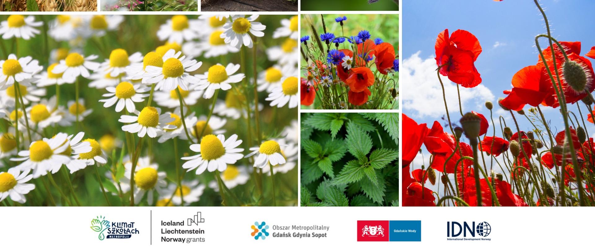 Projekt MF EOG Klimat w Szkołach Metropolii 