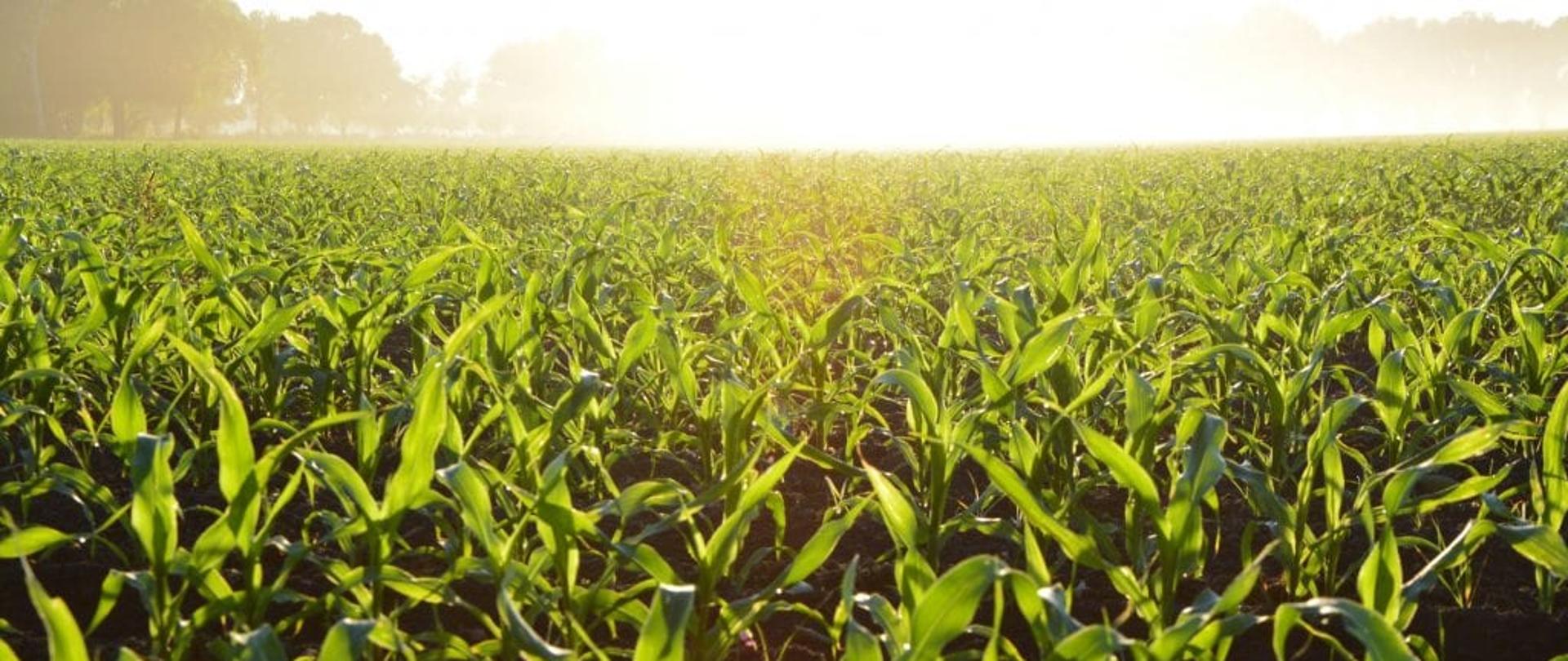 Rolnictwo ekologiczne