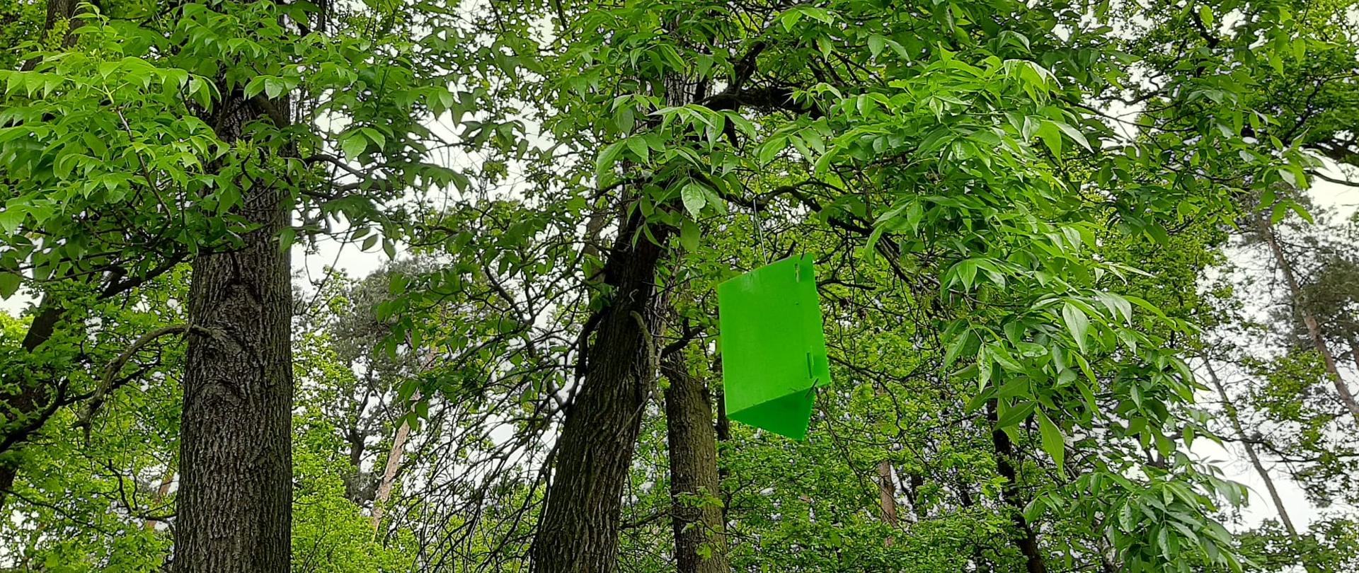 Zdjęcie pułapki pryzmatycznej