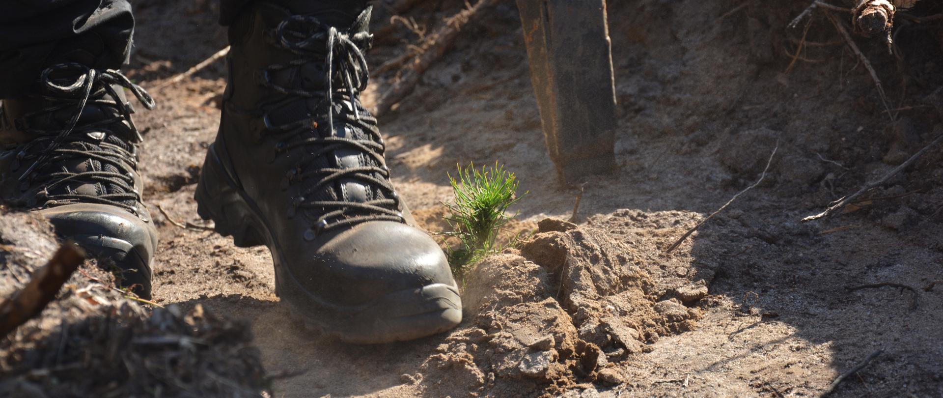 Akcja sadzenia drzew 