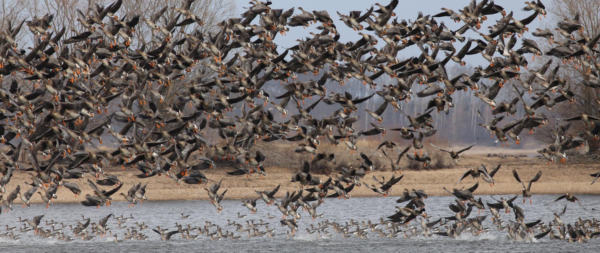 Gęsi wzbijające się do lotu