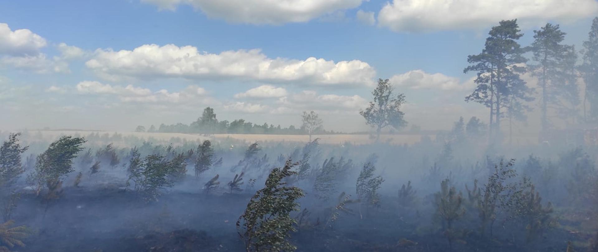 Pożar lasu przy miejscowości Przybrda