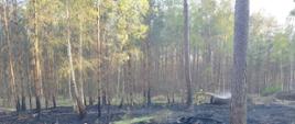 Pobierowo - pożar poszycia leśnego