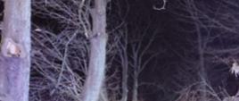 Zdjęcie wykonane w nocy. Widać na nim bardzo duże powalone drzewo. Przy drzewie stoją strażacy usuwający zagrożenie. Miejsce działań oświetlone przez pojazd gaśniczy