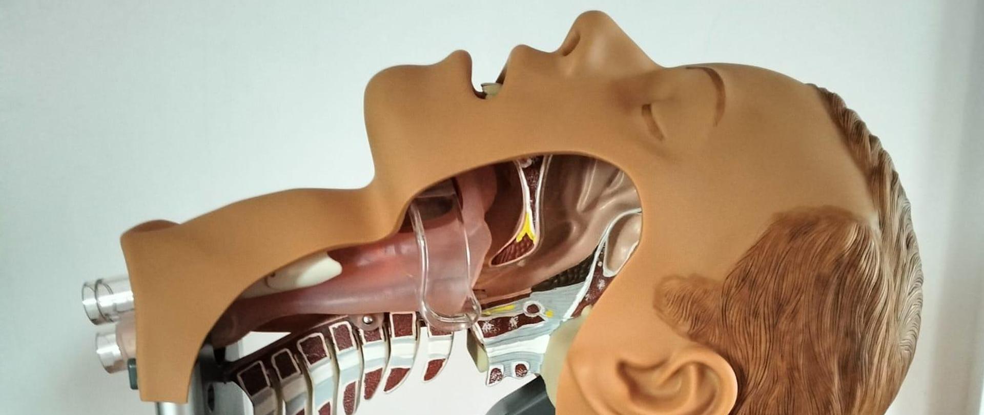 Foto trenażer do udrażniania dróg oddechowych do sali Edukacyjnej