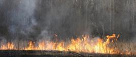 Zdjęcie przedstawia palące się nieużytki rolne
