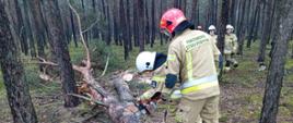 Zdjęcie przedstawia strażaków w lesie podczas ćwiczeń. Instruktor omawia techniki usuwania skutków silnych wiatrów i nawałnic. Jeden ze strażaków przecina drzewo pilarką.