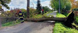 drzewo wraz z korzeniami przewrócone na drogę, dwóch strażaków zaczyna przecinanie pnia