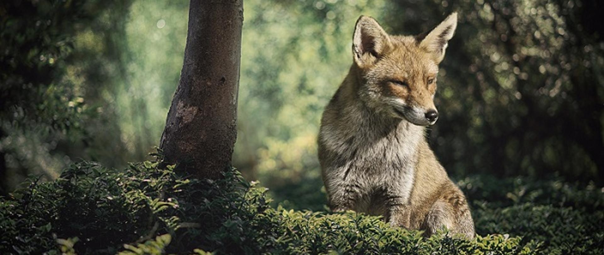 Zdjęcie przedstawia siedzącego lisa w lesie.