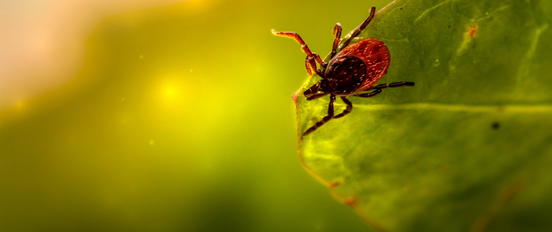 Obraz przedstawia kleszcza siedzącego na zielonym liściu