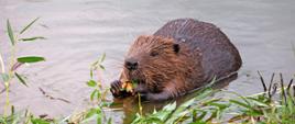 funny brown american beaver (genus castor) sits on the shore of the pond and eats food