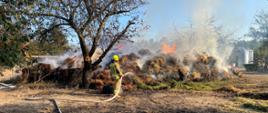 Jasne, dzienne zdjęcie plenerowe ukazuje duży stos bel słomy, który płonie, wytwarzając znaczne płomienie i gęsty biały dym, który unosi się w bezchmurne niebo. Na pierwszym planie widoczny jest strażak w pełnym rynsztunku ochronnym, w tym w jaskrawożółtym hełmie i żółto-brązowym kombinezonie, trzymający wąż strażacki i kierujący strumień wody w stronę płonącego stosu. Z lewej strony kadru widać kolejny strumień wody. W tle widać nagie drzewa i zielone liście, a po prawej stronie coś, co wydaje się być częścią silosu lub dużego zbiornika. Ziemia jest sucha i pokryta rzadką roślinnością.