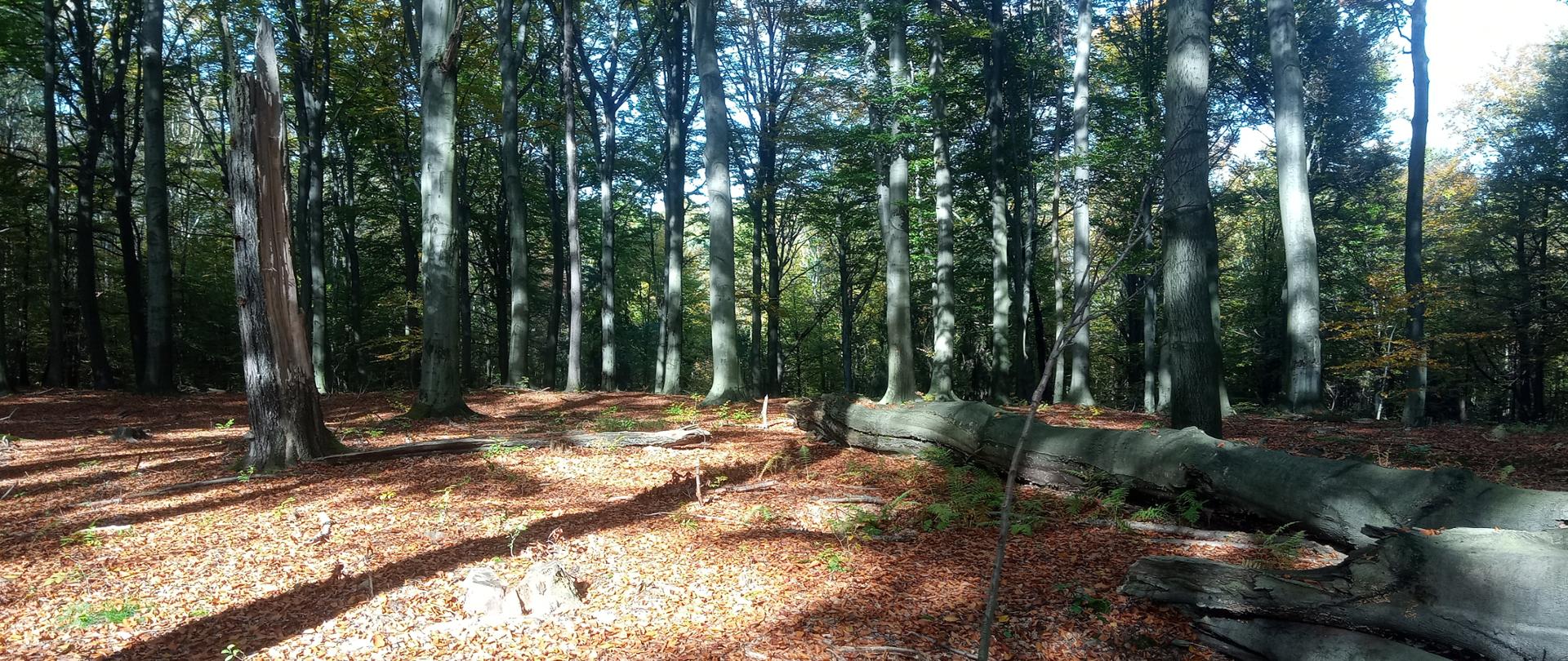 Nowa_-_wschodnia_część_rezerwatu_(2)