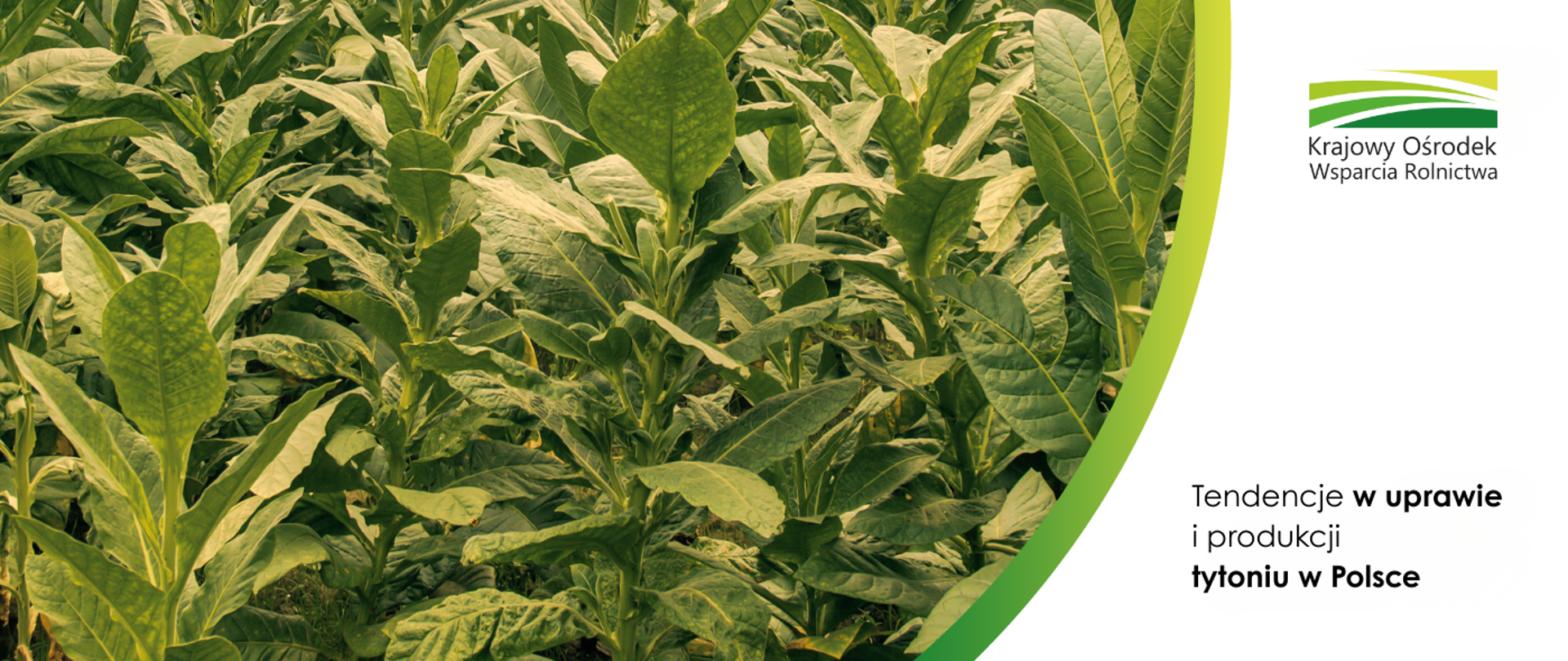Tendencje w uprawie i produkcji tytoniu w Polsce