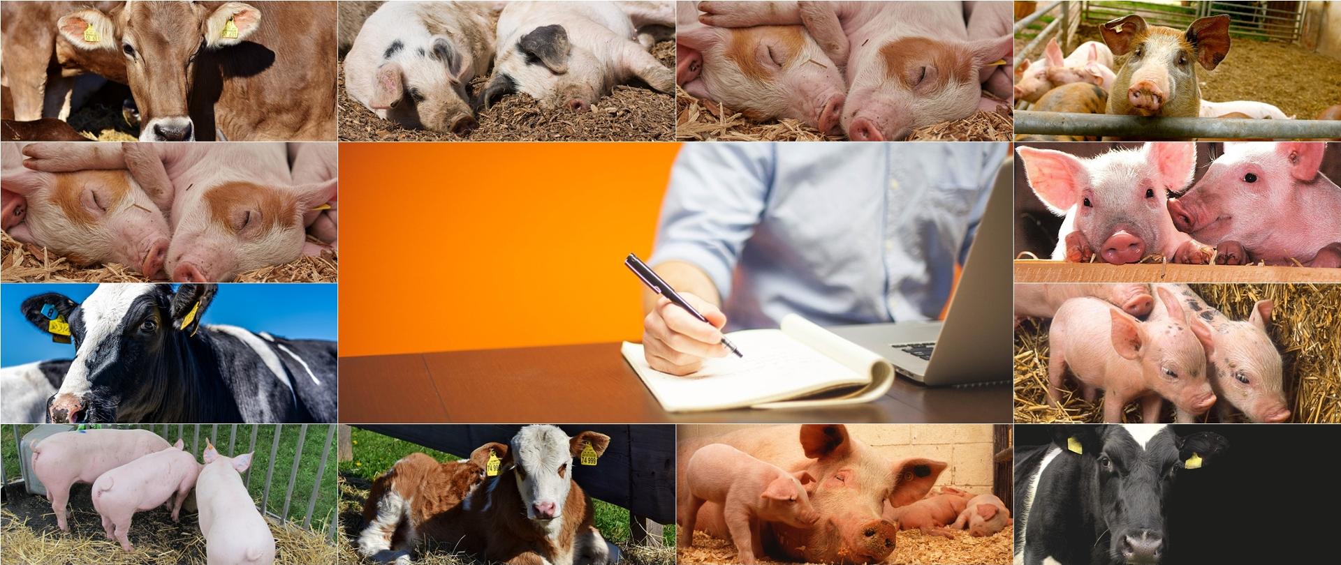 kolaż_świnie_i_bydło