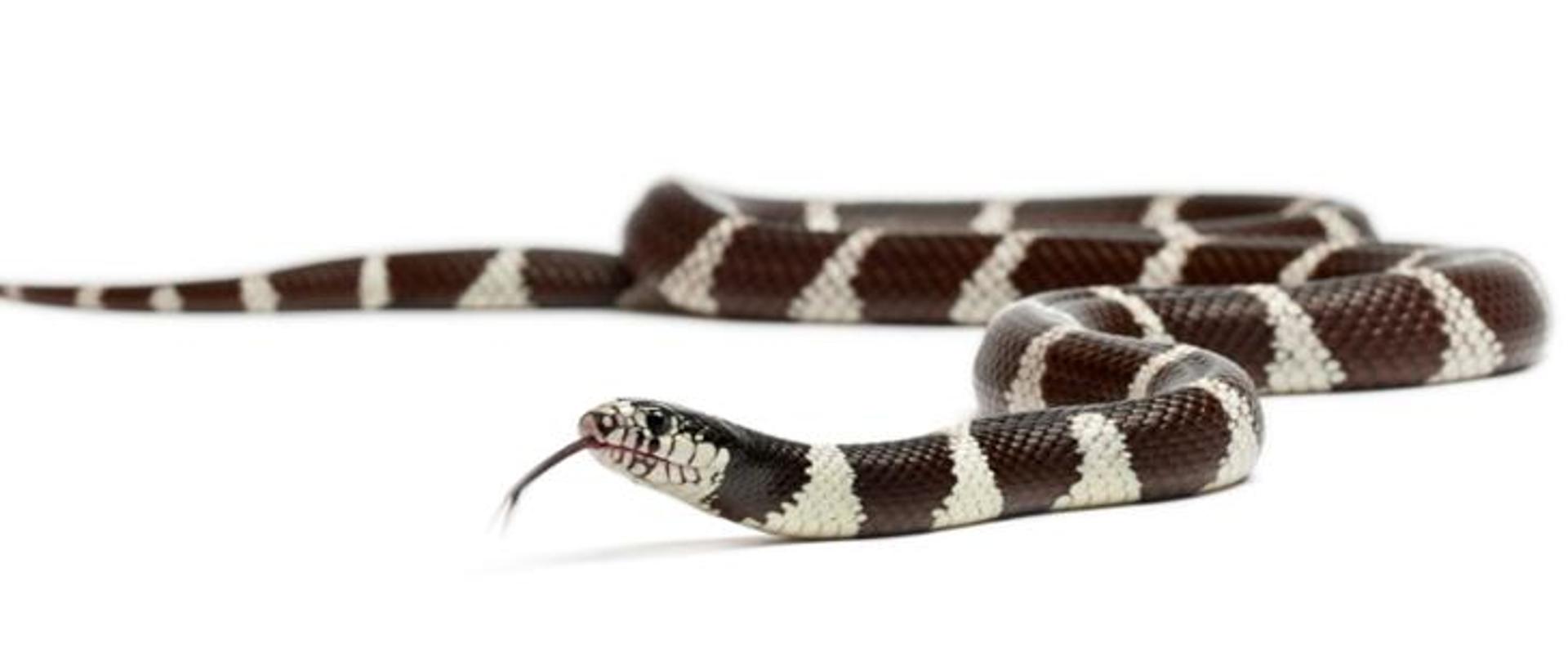 Wąż Lancetogłów królewski (Lampropeltis getula) kolorem podstawowym jest czarny. Na jego tle znajdują się poprzeczne pasy i prążki o barwie białej i żółtawej.