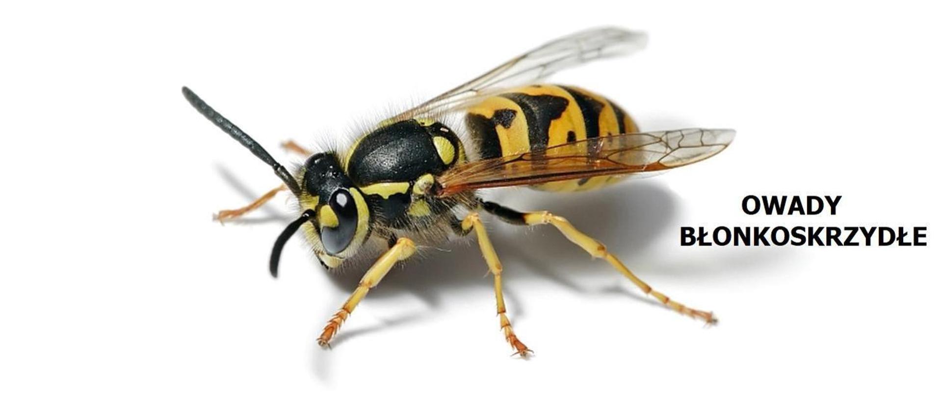 Owady błonkoskrzydłe. Zasadność zgłoszenia.
