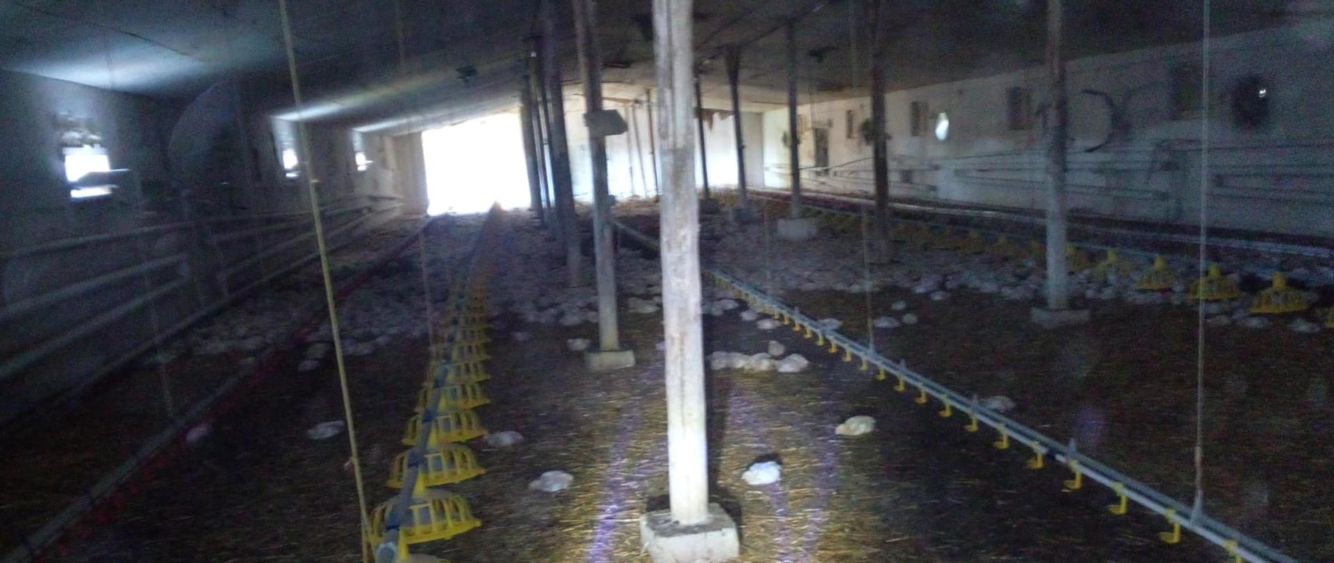 Zdjęcie przedstawia wnętrze kurnika z kurami, słomą i poidłami.