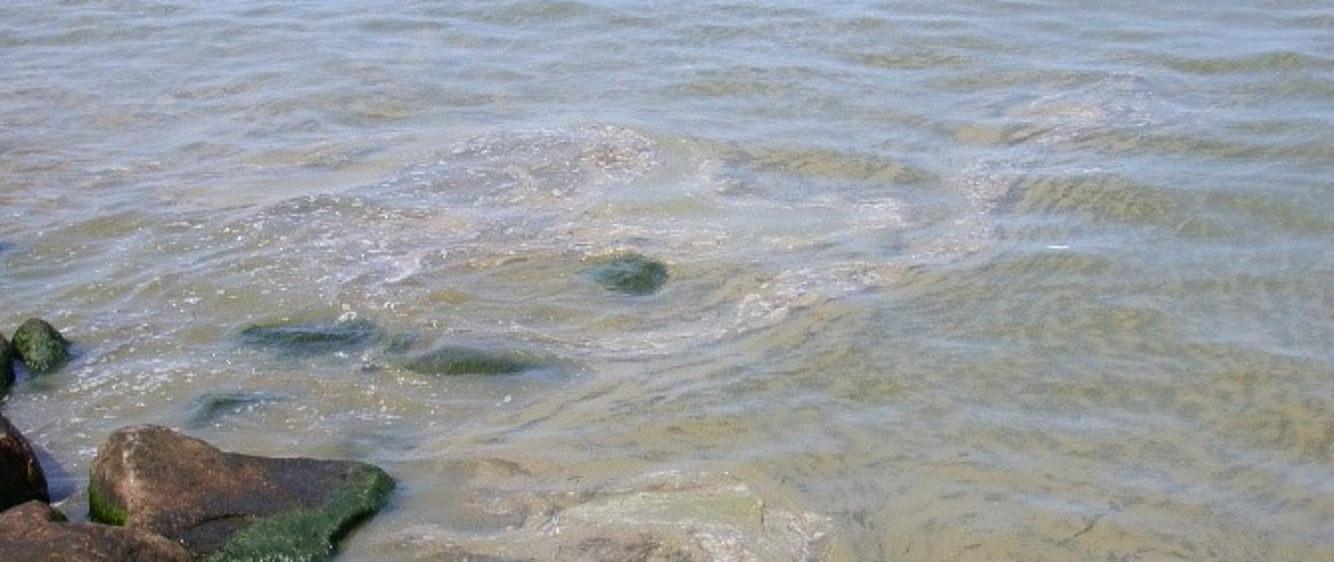 zdjęcie zakwitu sinic 