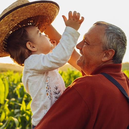 Starszy mężczyzna trzyma małe dziecko na rękach i osłania je od słońca kapeluszem na polu kukurydzy.