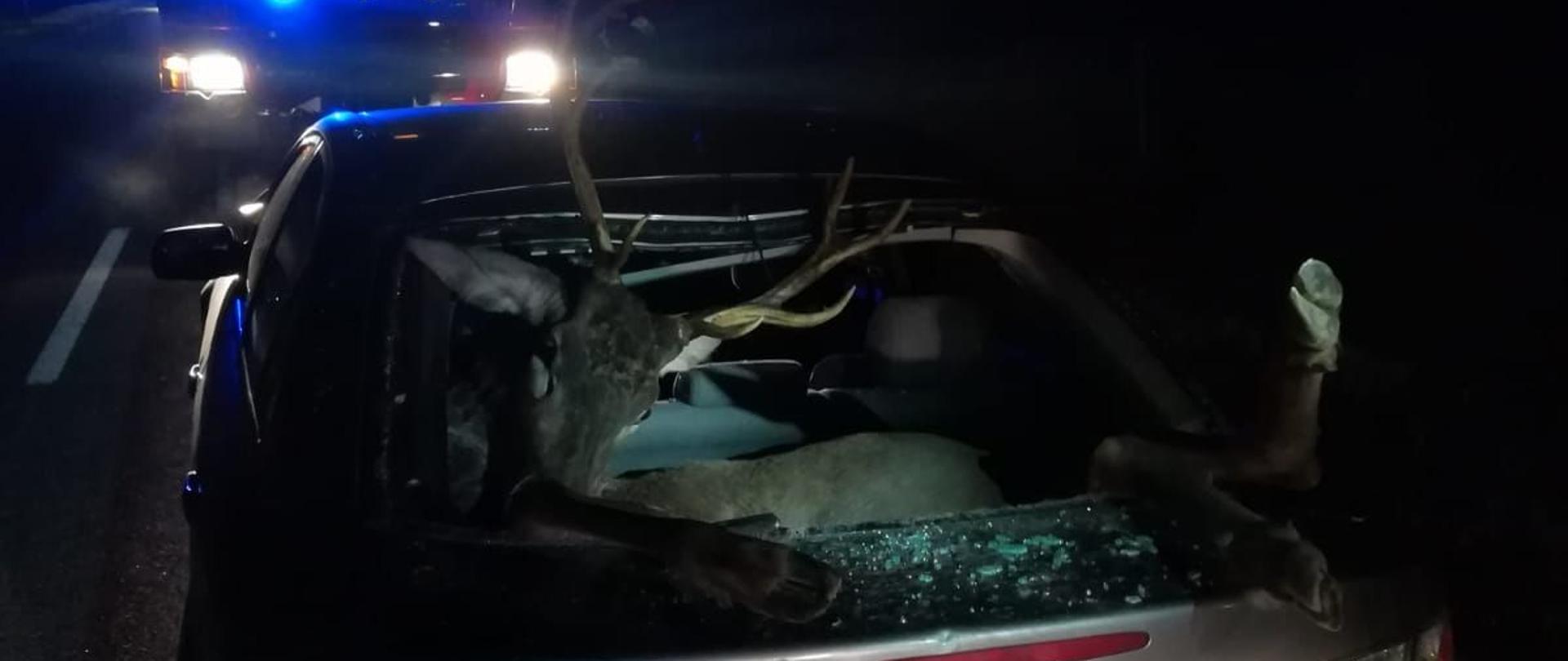 Zderzenie samochodu osobowego z jeleniem. Jeleń wpadł do samochodu poprzez wybitą przez niego tylną szybę. Zwierzę znajduje się na tylnej kanapie.