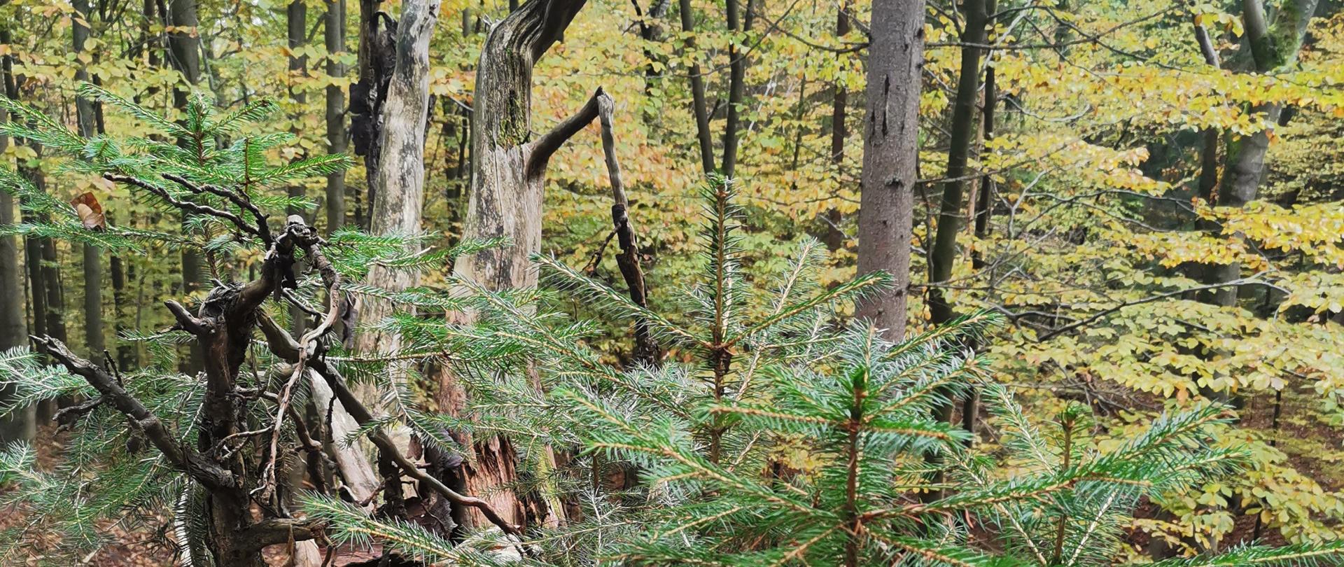 Zdjęcie przedstawia fragment rezerwatu - las