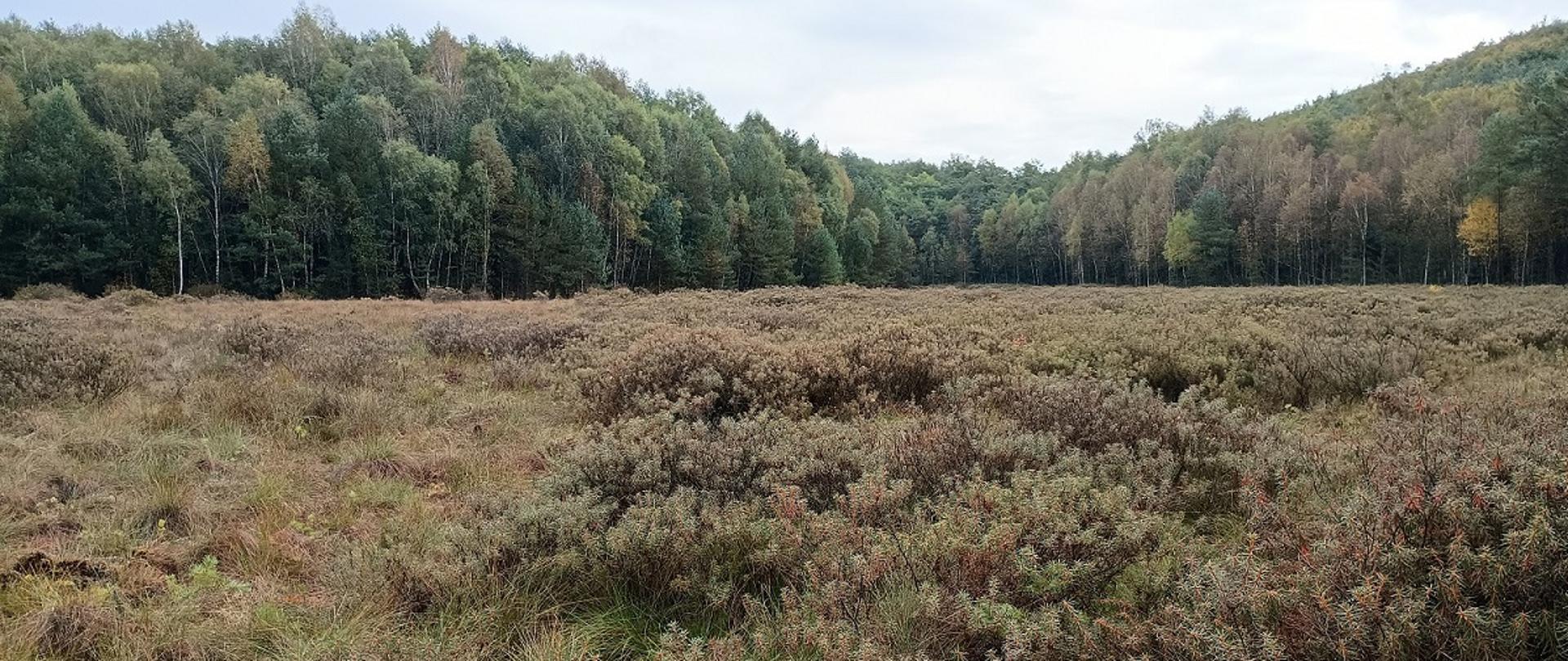 Na zdjęciu krzewy w oddali znajdują się drzewa