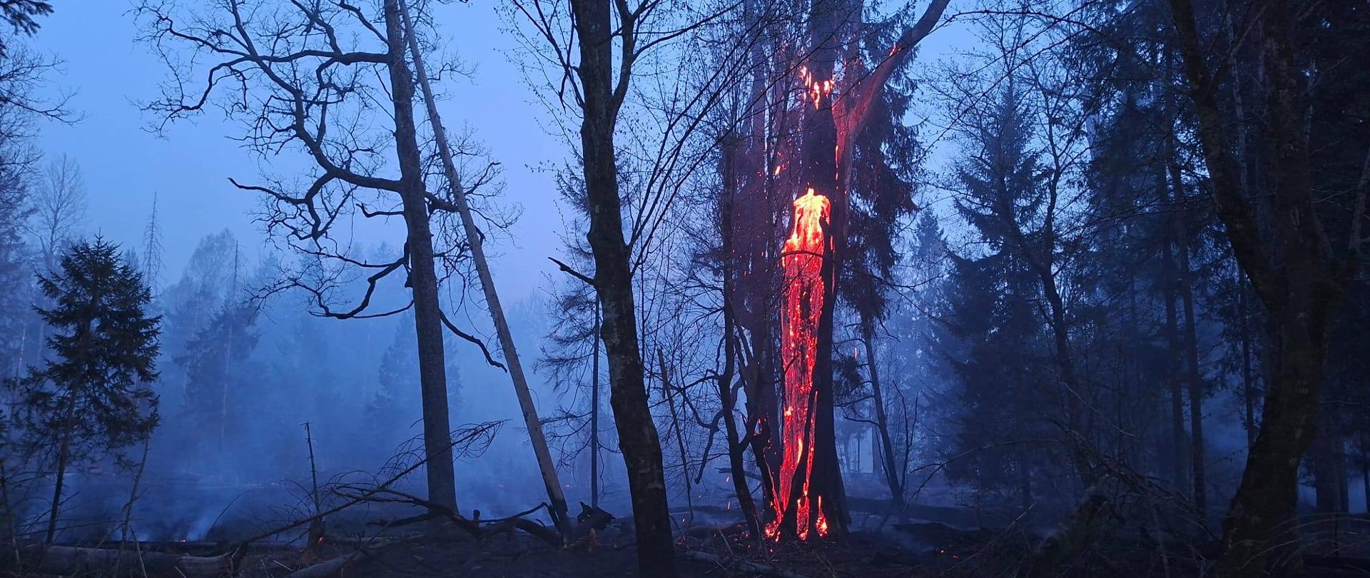 Ponad 10 godzin strażacy gasili pożar rezerwatu przyrody Kozłowe Borki w Puszczy Białowieskiej