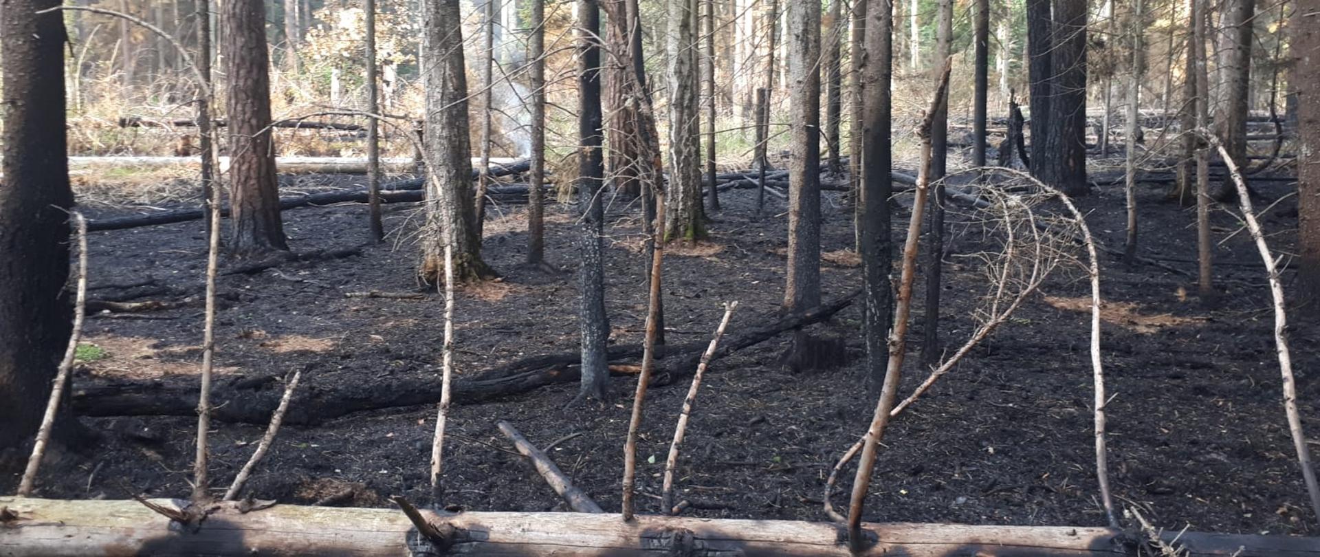 Pożar ściółki w lesie w ok. miejscowości Topiło