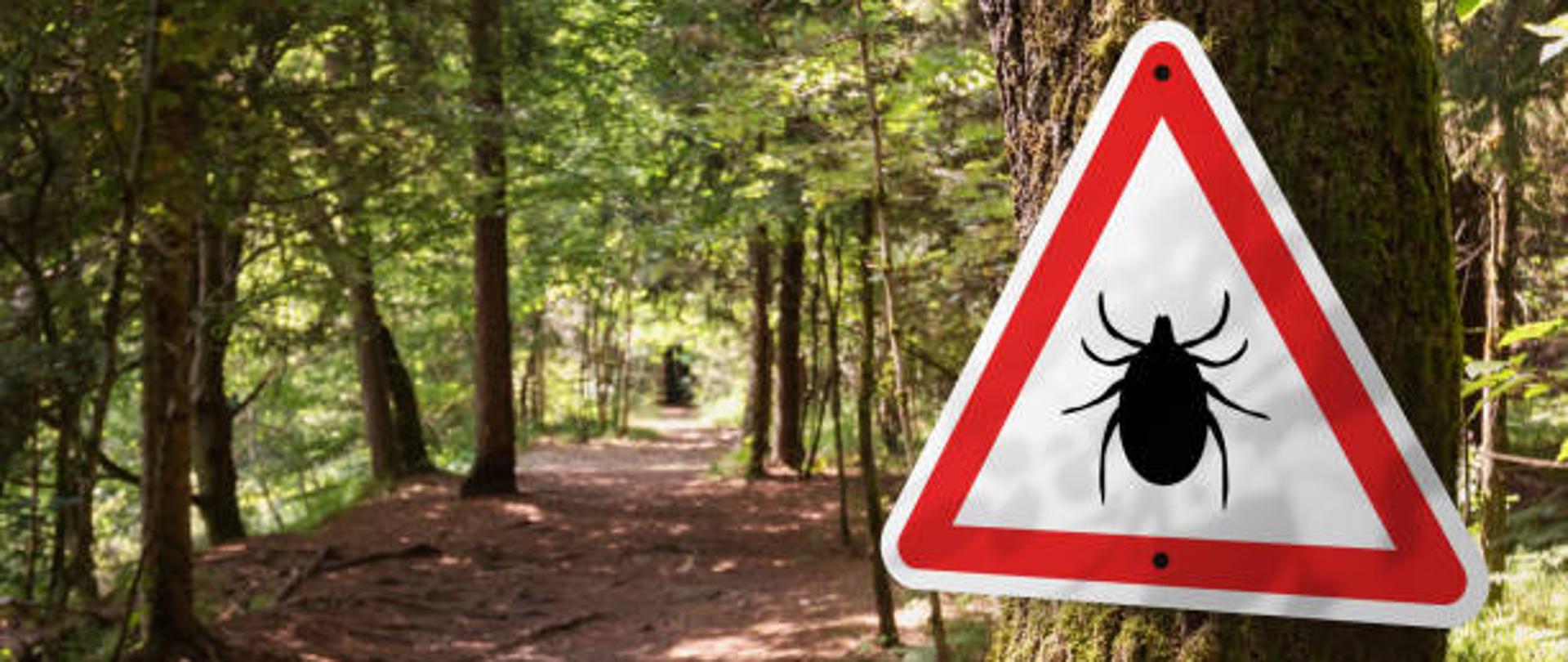 Zdjęcie przedstawia drogę przez las, przy której na drzewie zamocowany jest trójkątny znak ostrzegawczy o kleszczach. 