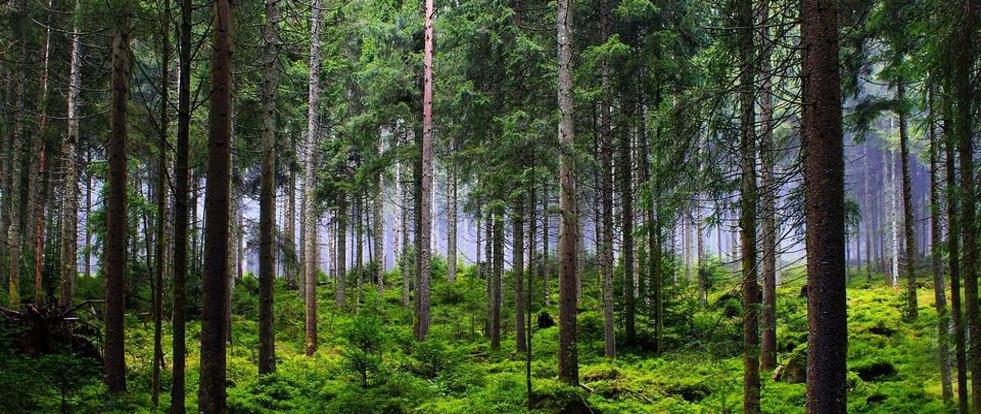 las, głownie drzewa iglaste