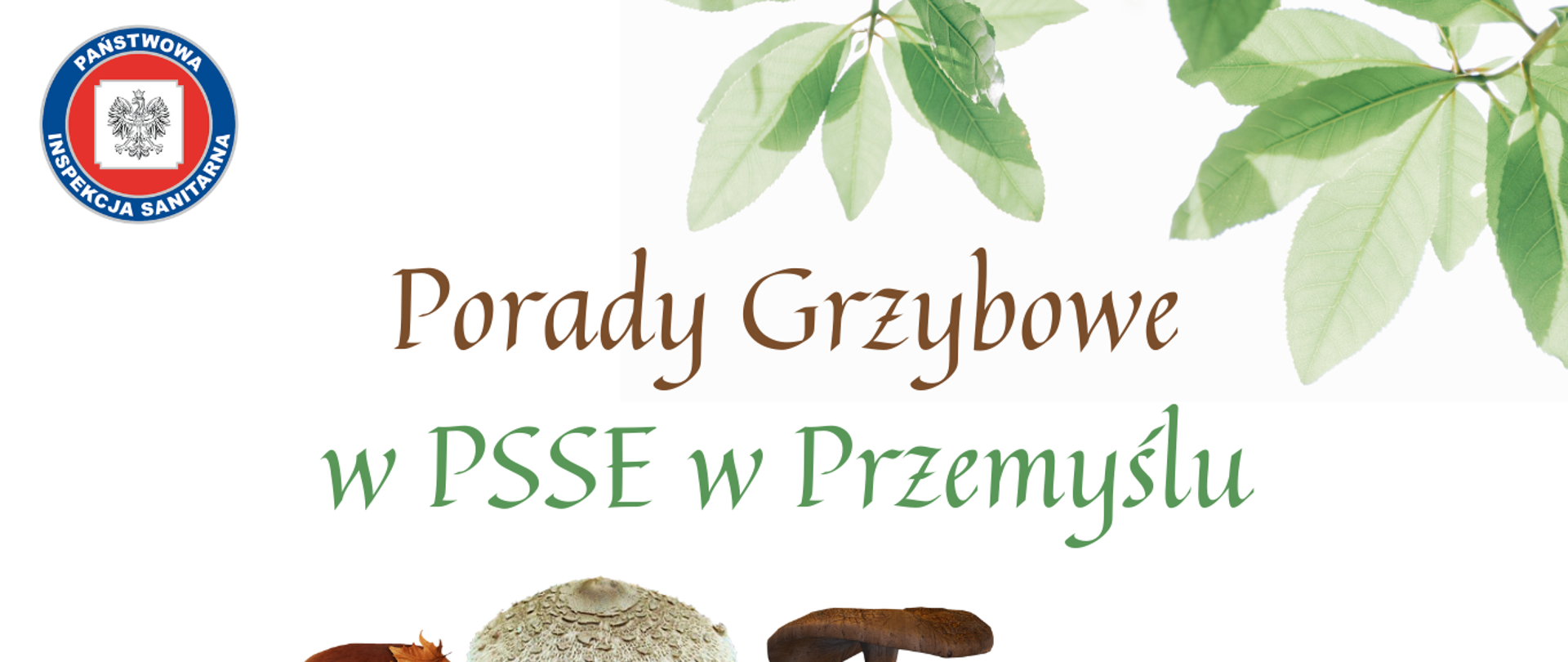 Porady grzybowe