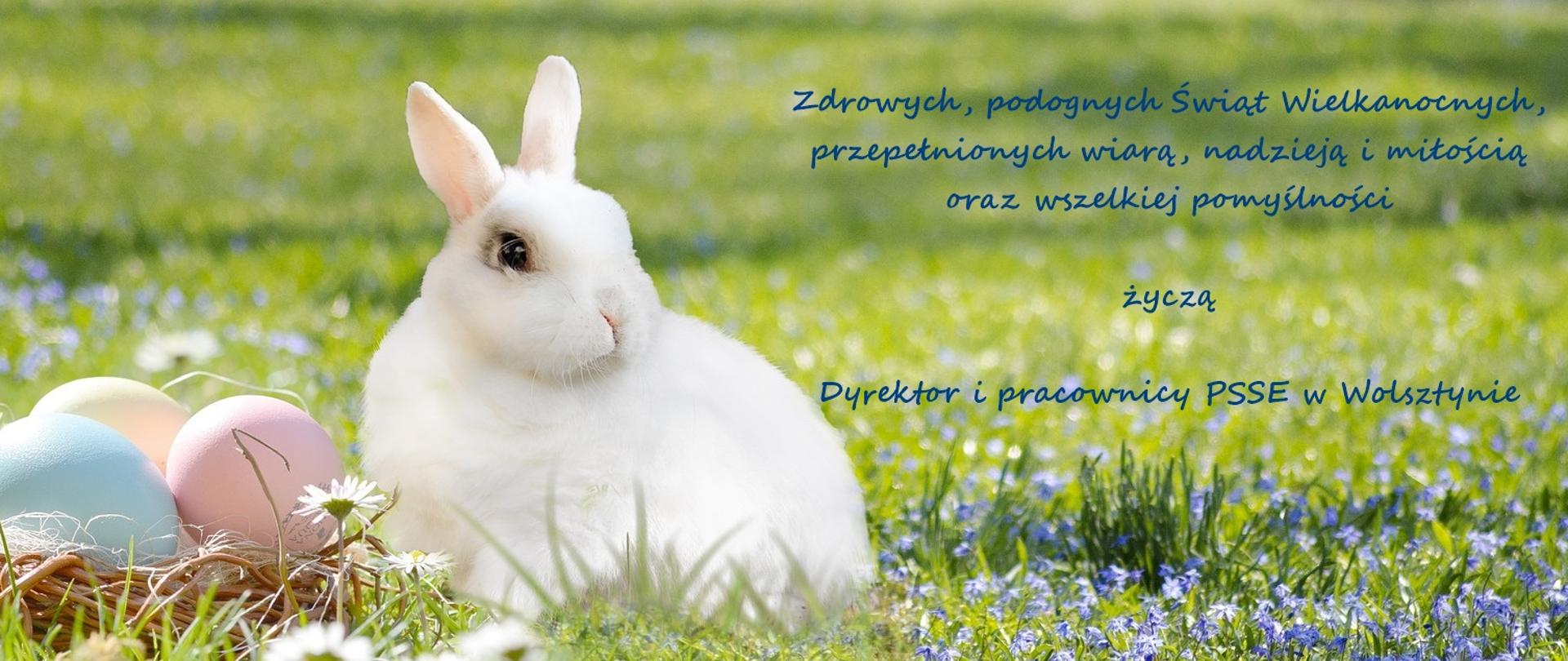 Biały zając na zielonej polanie. Obok pisanki wielkanocne. Treść życzeń