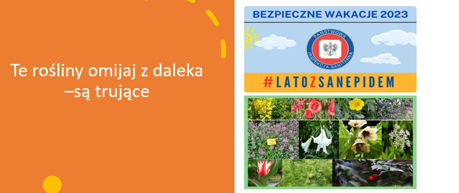 #latozsanepidem_-_rośliny_trujące