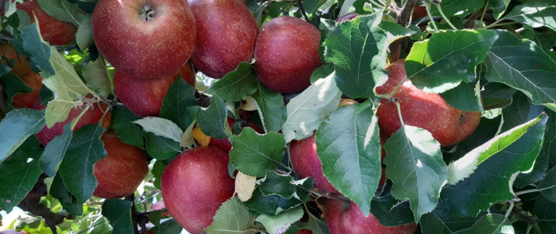 Kilka dojrzałych czerwonych jabłek zwisa z drzewa, owoce otoczone zielonymi liśćmi. Światło słoneczne przesącza się przez liście, podkreślając bogaty kolor i fakturę jabłek