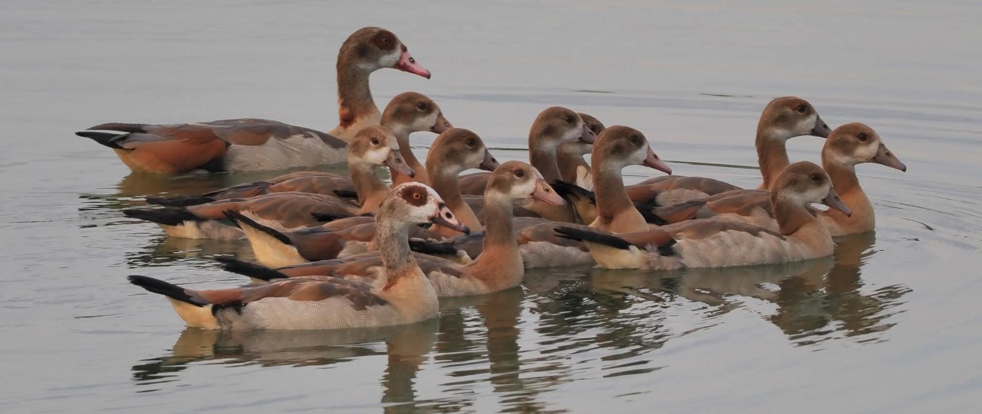 Para_gęsiówek_wraz_z_przychówkiem_Marszowice