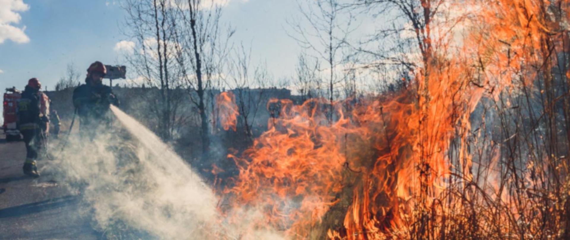 Pożar traw i nieużytków rolnych, strażacy po lewo gaszą pożar