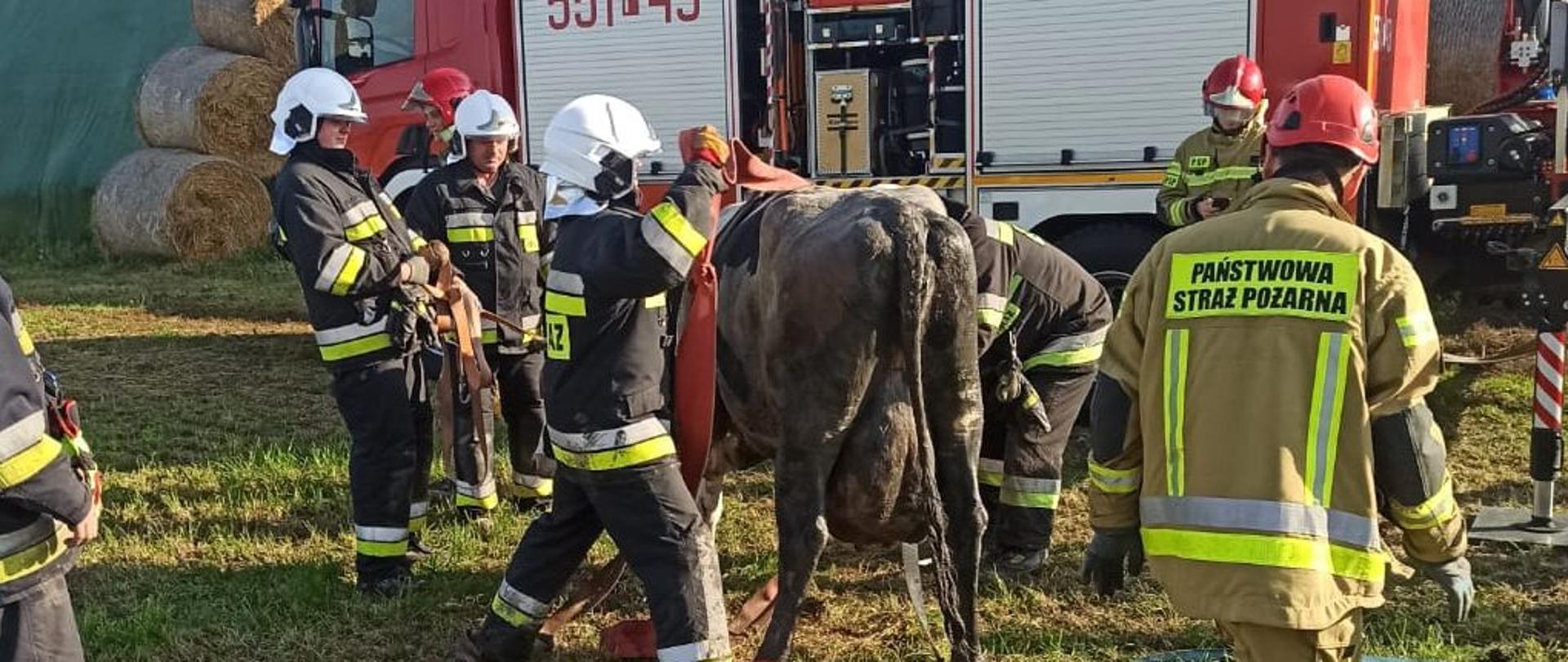 Zdjęcie przedstawia strażaków w trakcie akcji ratowniczej krowy, która wpadła do szamba. Jest słonecznie, dzień, bez opadów. 