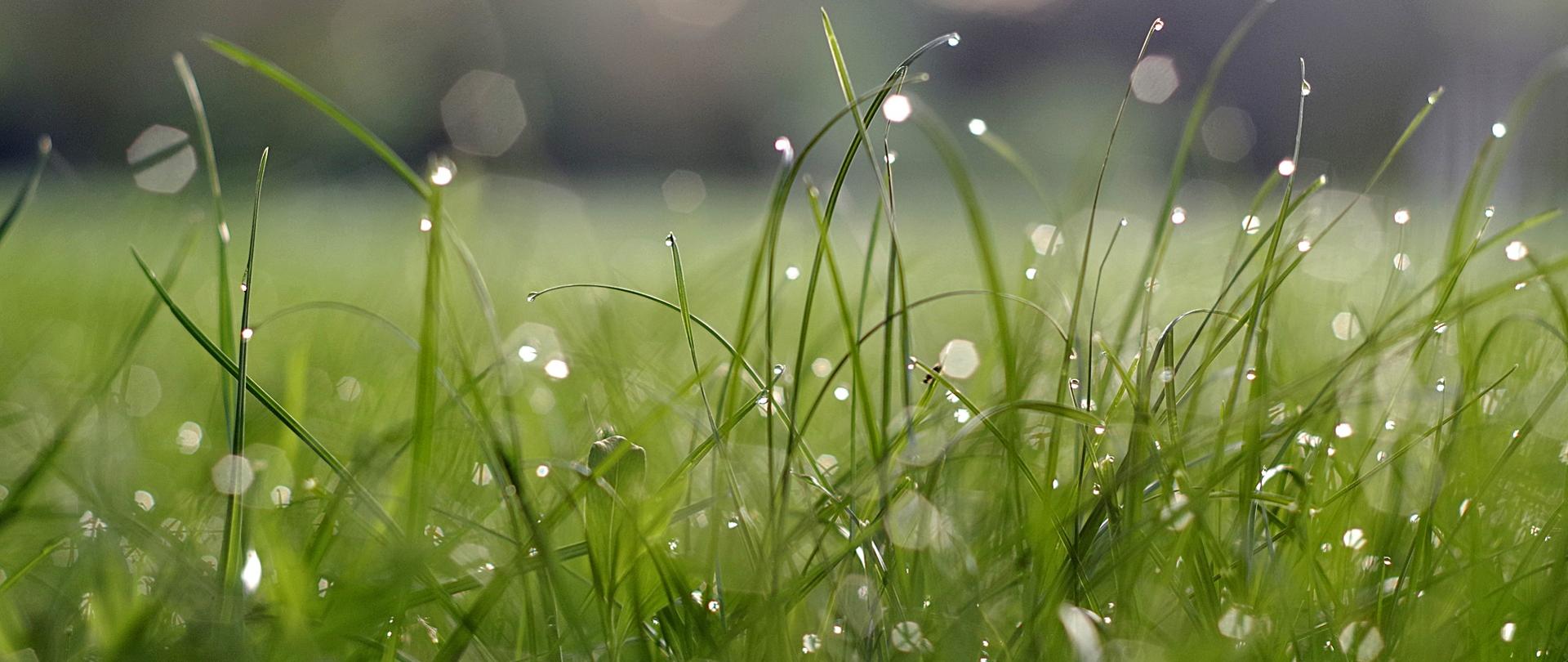 Grafika - zielona trawa i krople wody