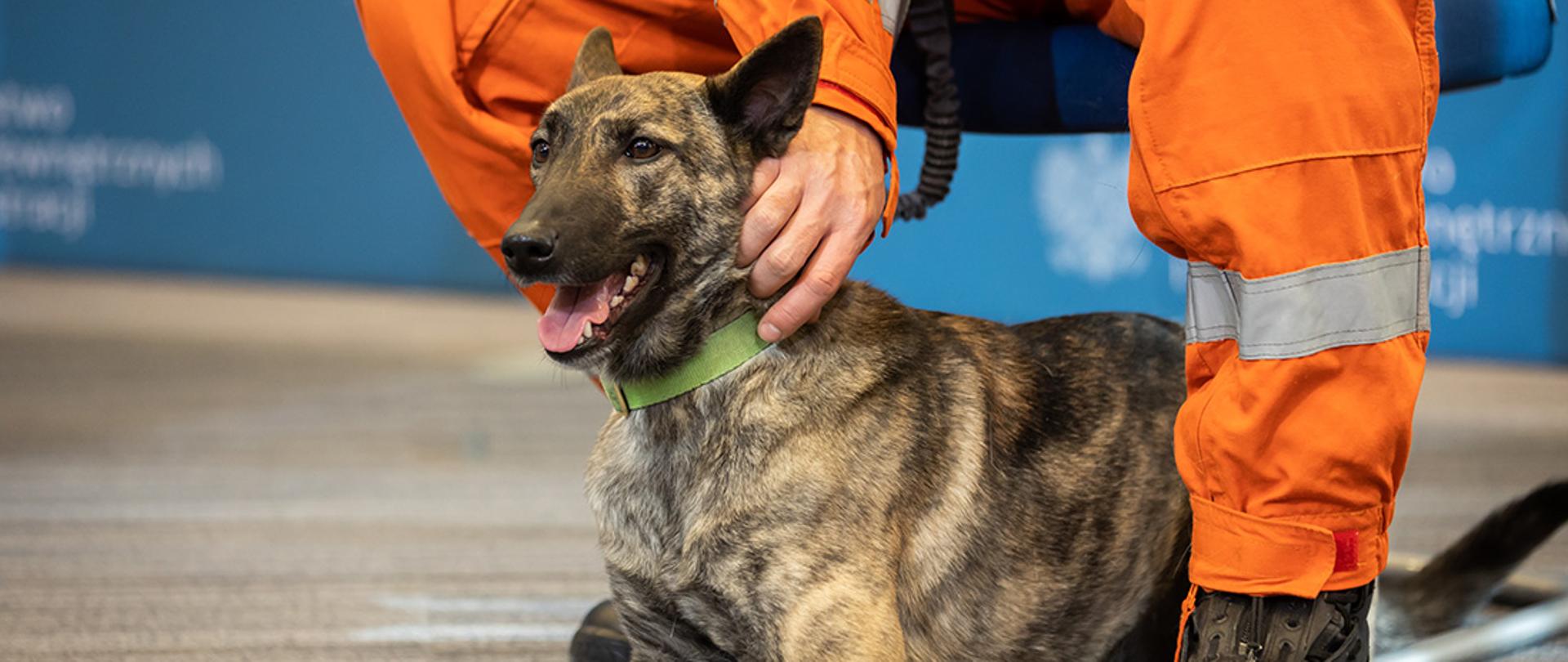 Pies ratowniczy Państwowej Straży Pożarnej