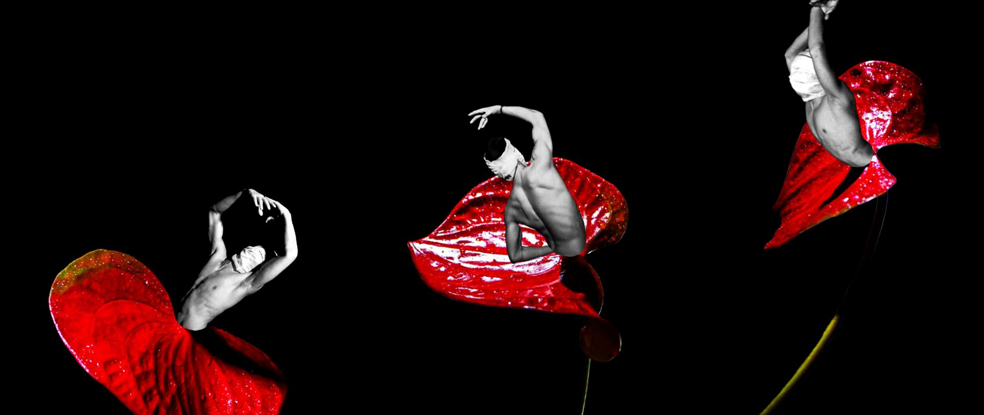 Surrealistyczny kolaż: trzy męskie postacie z obandażowanymi głowami wyrastają z kielichów czerwonych anturiów na czarnym tle.
