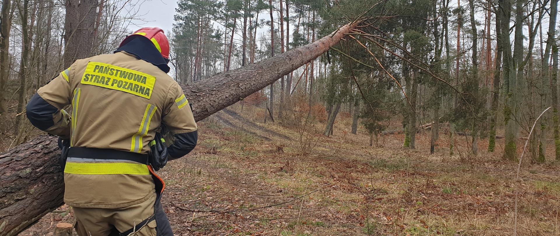 Na zdjęciu widoczny las, po lewej stronie widać przewrócone drzewo przy którym działa strażak