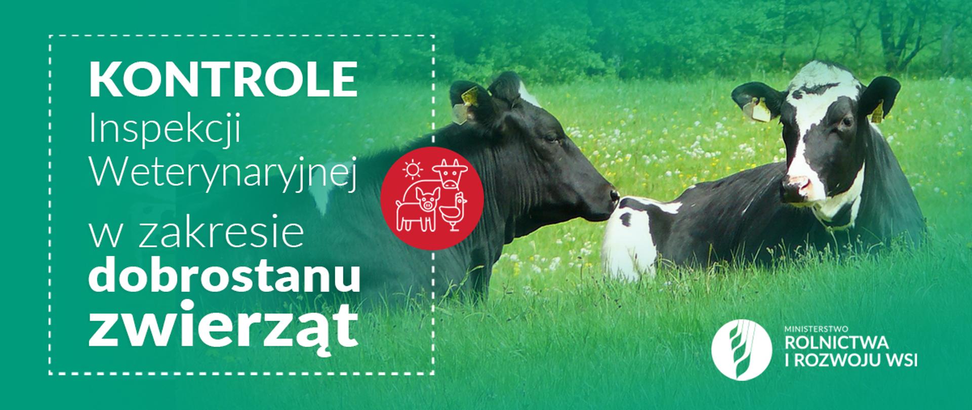Infografika do komunikatu "Kontrole Inspekcji Weterynaryjnej w zakresie dobrostanu zwierząt".
Dwie krowy leżące na łące.
