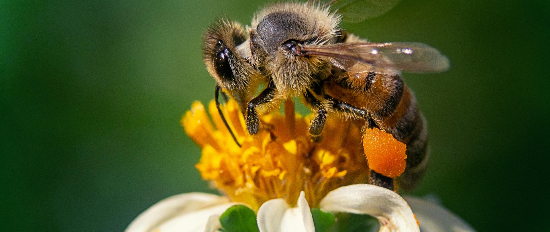 A closeup shot of a bee on a chamomile flower