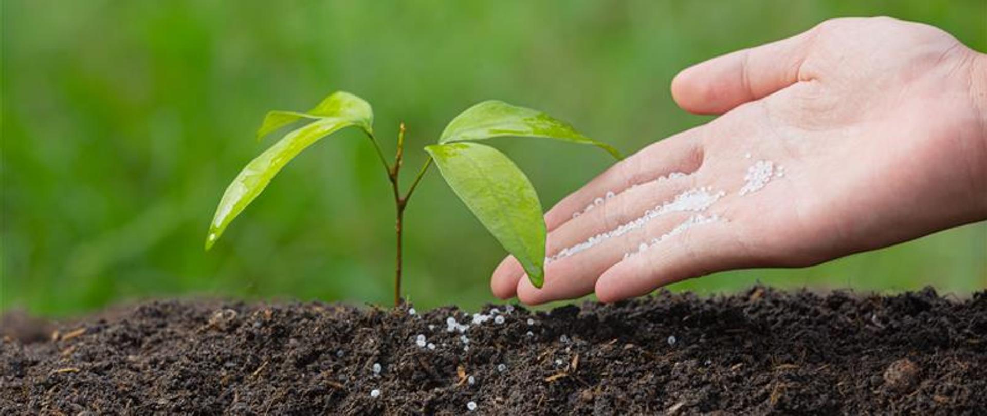 Roślinka wyrasta z ziemi. 