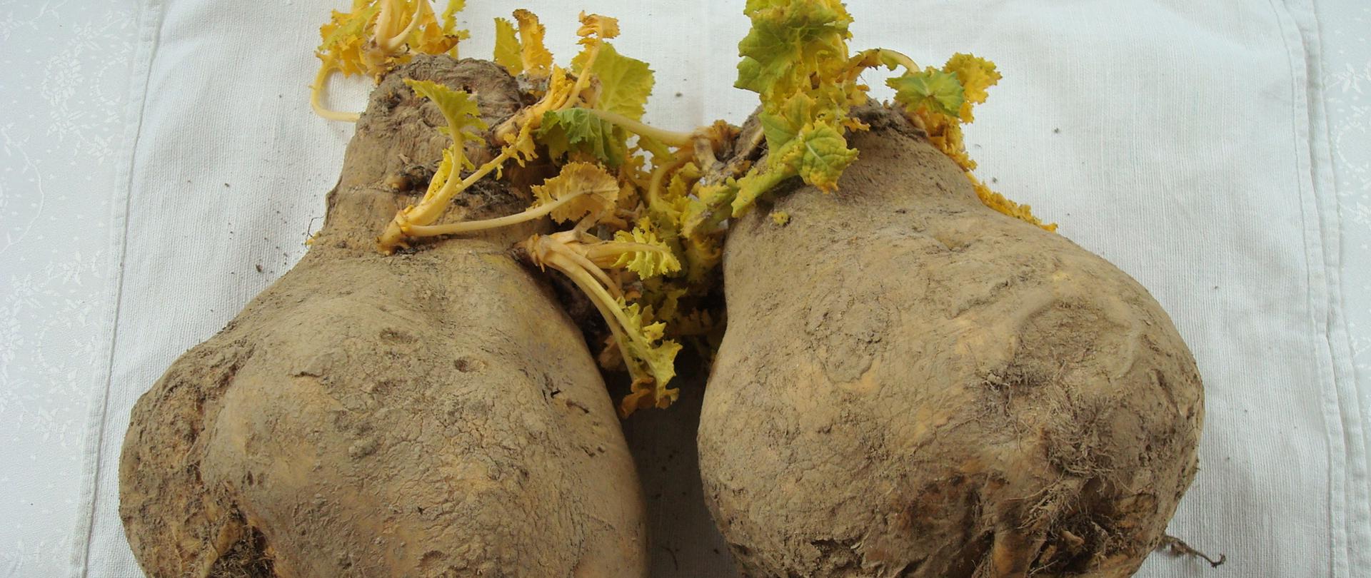 kwaki, brukiel karpiel z Podbeskidzia