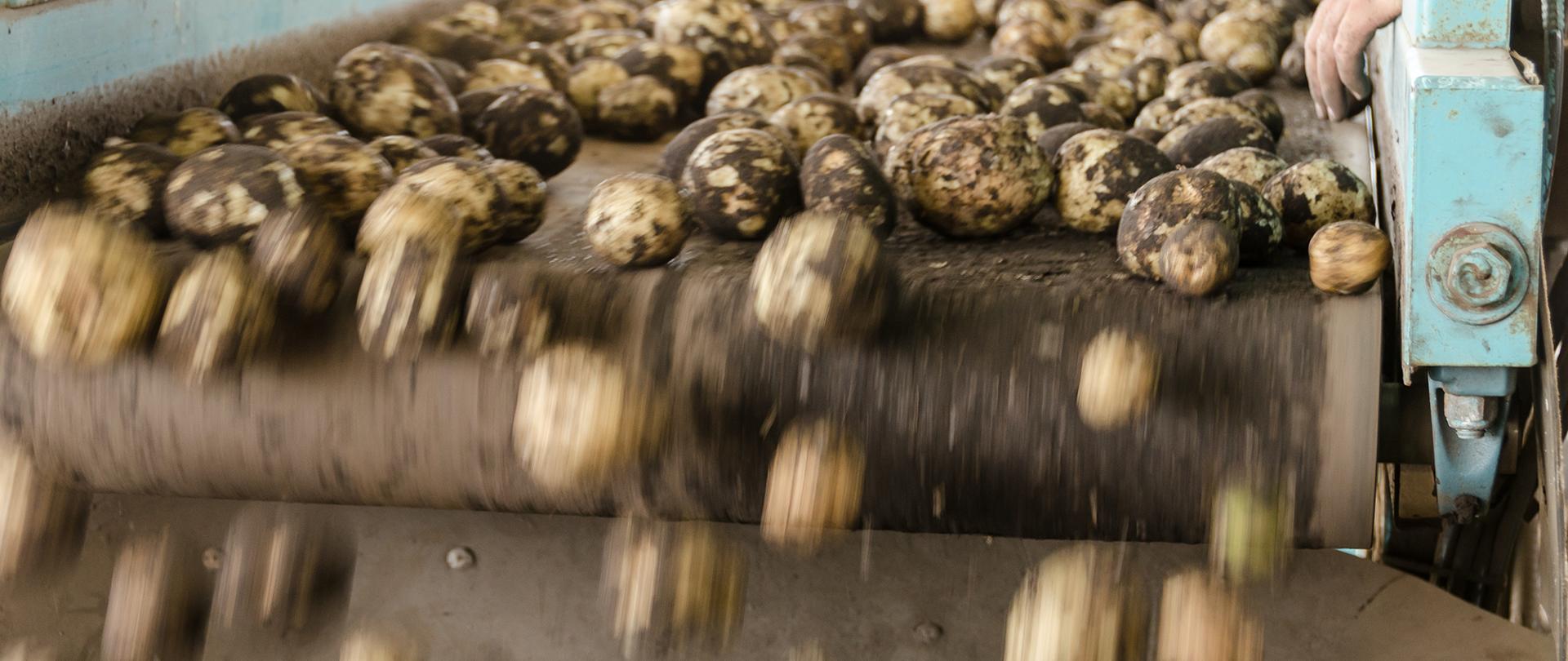 zdjęcie poglądowe - produkcja żywności